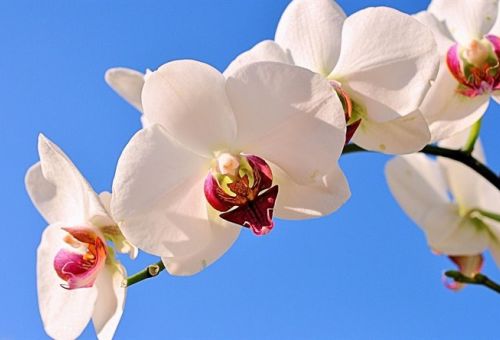 Il CSVP ha festeggiato i suoi giubilari